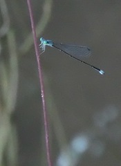 Teinobasis samaritis