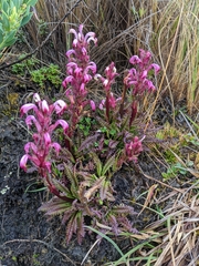 Pedicularis incurva