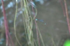 Teinobasis samaritis