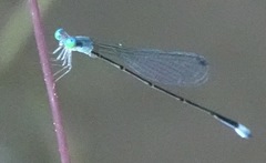 Teinobasis samaritis
