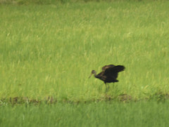 Aramus guarauna