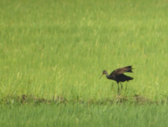 Aramus guarauna