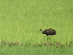 Aramus guarauna