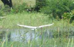 Ardea alba
