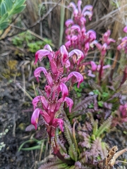 Pedicularis incurva