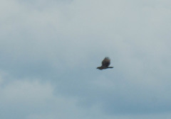 Aves
