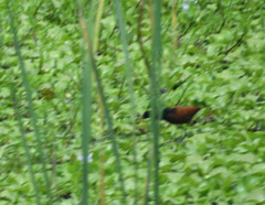 Jacana jacana