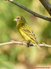 Crithagra citrinelloides