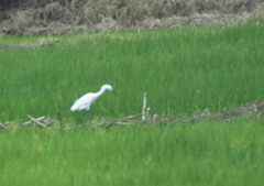 Egretta thula