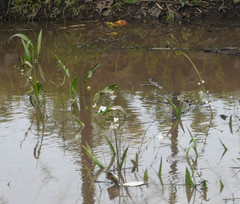 Sagittaria