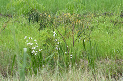 Sagittaria