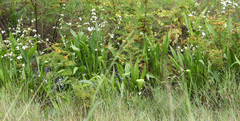 Sagittaria