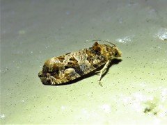 Paralobesia vernoniana