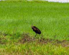 Aramus guarauna