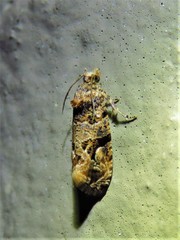 Paralobesia vernoniana