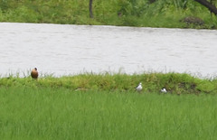 Himantopus mexicanus