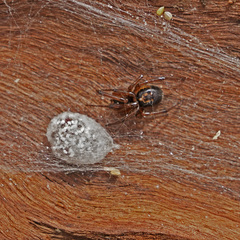 Steatoda nobilis