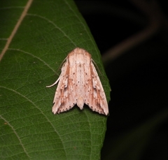 Mythimna decisissima