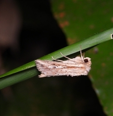 Mythimna decisissima