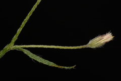 Erigeron divaricatus