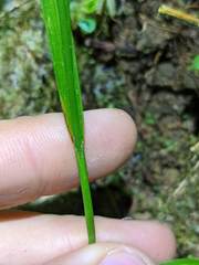 Carex polystachya