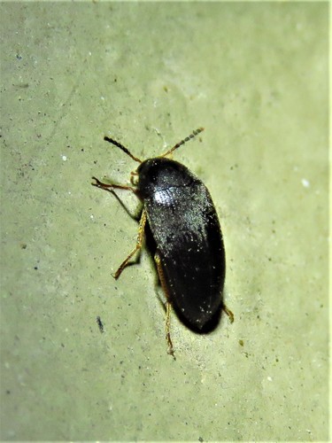 Eustrophopsis bicolor photo 3