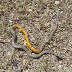 Diadophis punctatus regalis