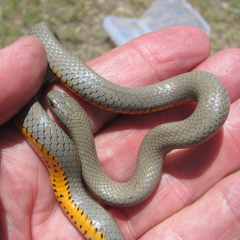 Diadophis punctatus regalis