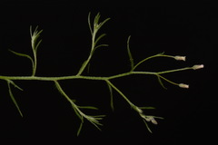 Erigeron divaricatus