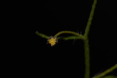 Erigeron divaricatus