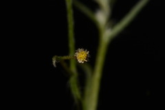 Erigeron divaricatus