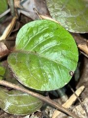 Pyrola americana