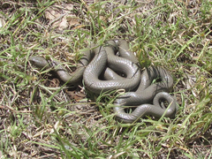 Diadophis punctatus regalis