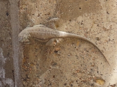 Microlophus atacamensis