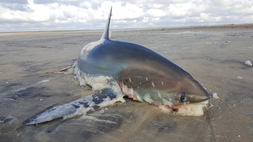 Thresher Shark photographed in North Carolina