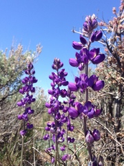 Lupinus excubitus