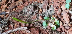 Cardamine dactyloides