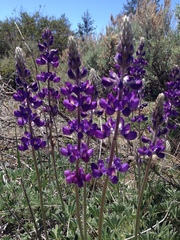 Lupinus excubitus