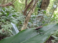 Pseudomictis obtusispinus