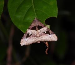 Avatha bubo