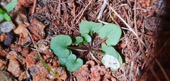 Cardamine dactyloides