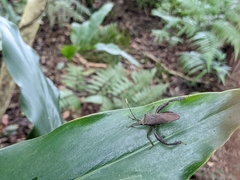 Pseudomictis obtusispinus