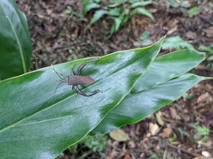 Pseudomictis obtusispinus