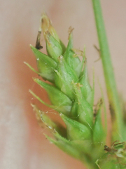 Carex polystachya