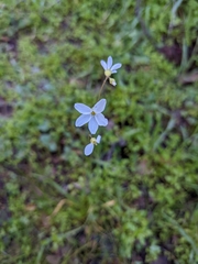 Lithophragma cymbalaria