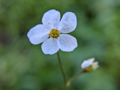 Lithophragma cymbalaria