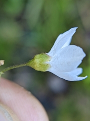 Lithophragma cymbalaria