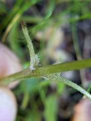 Lithophragma cymbalaria