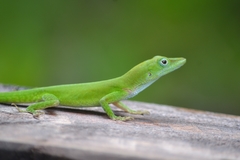 Anolis callainus