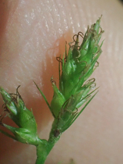 Carex polystachya